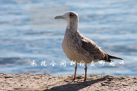 承揽合同纠纷在哪起诉 承揽合同纠纷在哪起诉