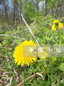 承揽小公司的法律顾问 承揽小公司的法律顾问