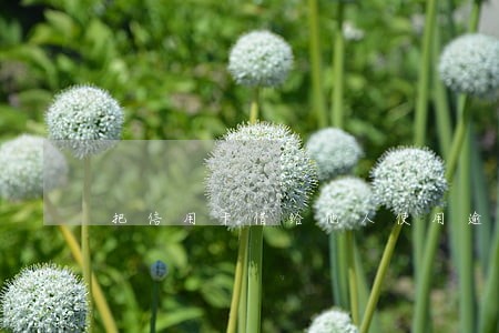把信用卡借给他人使用逾期怎么办