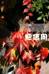 把信用卡还款日记错导致逾期 把信用卡还款日记错导致逾期