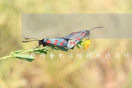 把同事电话给猎头违法吗 把同事电话给猎头违法吗