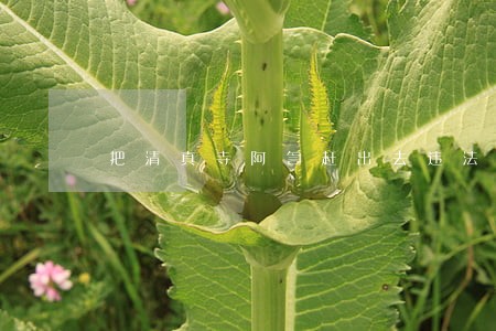 把清真寺阿訇赶出去违法吗 把清真寺阿訇赶出去违法吗