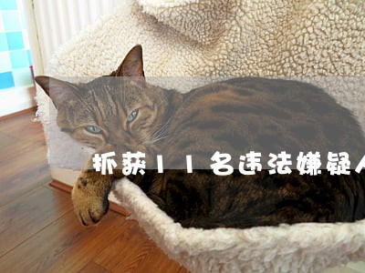 抓获11名违法嫌疑人