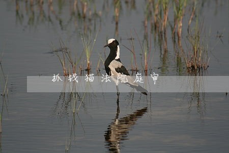 抓钱猫法院庭审 抓钱猫法院庭审