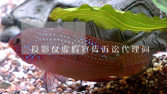 投影仪虚假宣传诉讼代理词 投影仪虚假宣传诉讼代理词