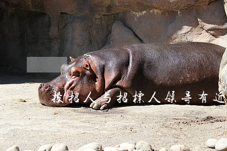 投招人与招标人领导有近亲属关系违法吗 投招人与招标人领导有近亲属关系违法吗
