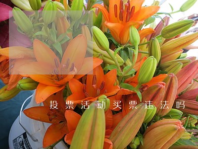投票活动买票违法吗 投票活动买票违法吗