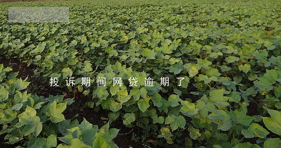 投诉期间网贷逾期了 投诉期间网贷逾期了