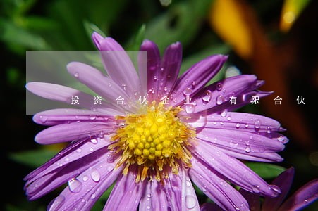 投资合伙企业(有限合伙)