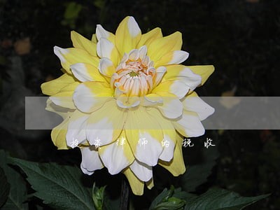 投资律师的税收 投资律师的税收