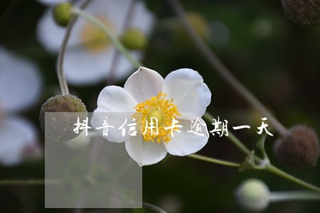 抖音信用卡逾期一天 抖音信用卡逾期一天