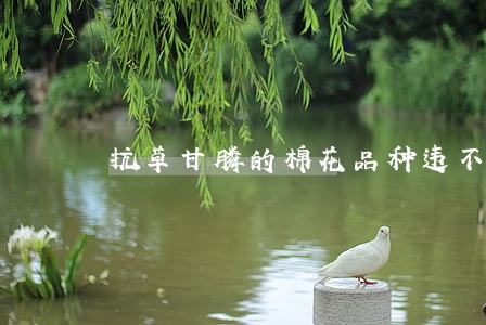 抗草甘膦的棉花品种违不违法 抗草甘膦的棉花品种违不违法
