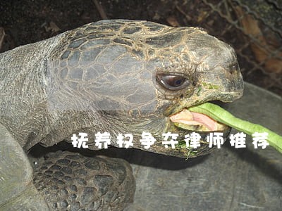 抚养权争夺律师推荐 抚养权争夺律师推荐