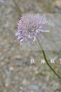 抚养权法院可以强制执行吗 抚养权法院可以强制执行吗