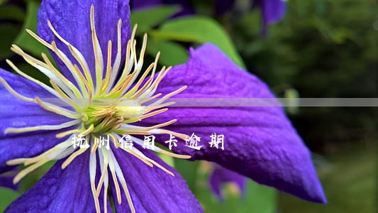 抚州信用卡逾期 抚州信用卡逾期