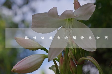 抚州信用卡逾期停息分期怎么协商