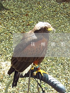 抚州离婚律师电话号码 抚州离婚律师电话号码