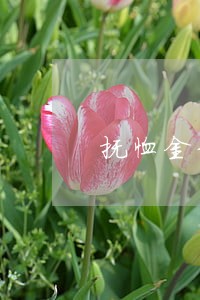 抚恤金卡冻结诉讼程序