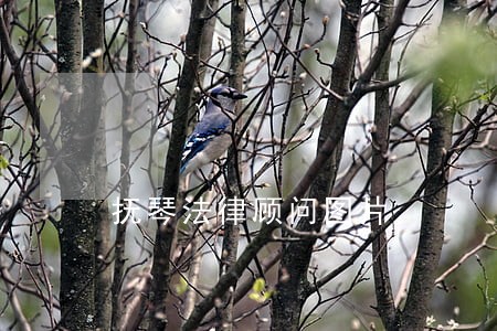 抚琴法律顾问图片