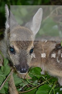 抚顺周边厉害的债务清欠律师 抚顺周边厉害的债务清欠律师