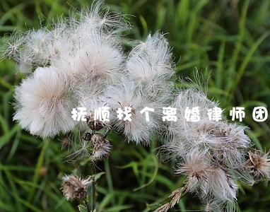 抚顺找个离婚律师团队 抚顺找个离婚律师团队