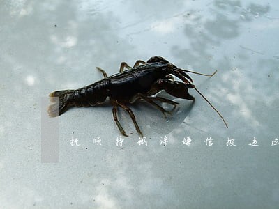 抚顺特钢涉嫌信披违法违规 抚顺特钢涉嫌信披违法违规