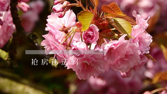 抢房违法吗 抢房违法吗