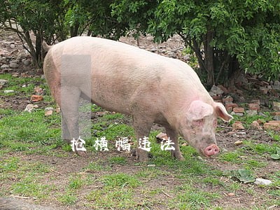 抢横幅违法 抢横幅违法