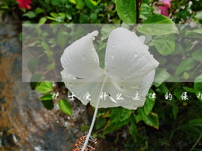 护士受什么法律的保护 护士受什么法律的保护