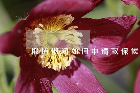 报捕期间如何申请取保候审 报捕期间如何申请取保候审