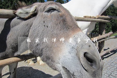 报案找律师要多少钱 报案找律师要多少钱