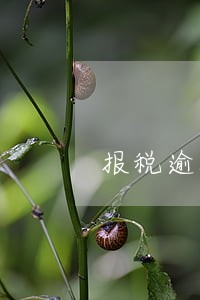 报税逾期12天 报税逾期12天
