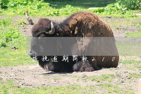 报税逾期罚款2100 报税逾期罚款2100