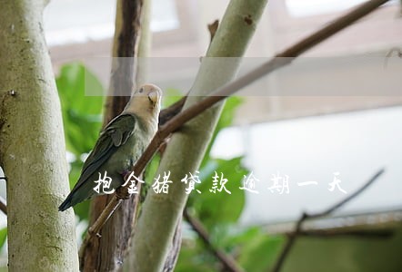抱金猪贷款逾期一天 抱金猪贷款逾期一天
