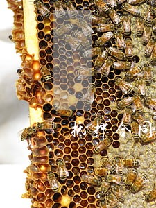 抵押合同纠纷律师哪个律师好 抵押合同纠纷律师哪个律师好