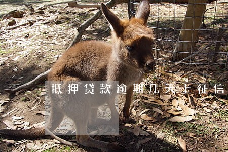 抵押贷款逾期几天上征信吗 抵押贷款逾期几天上征信吗