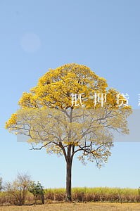 抵押贷款逾期半年 抵押贷款逾期半年