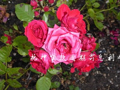 抵押贷款逾期罚息利率标准 抵押贷款逾期罚息利率标准