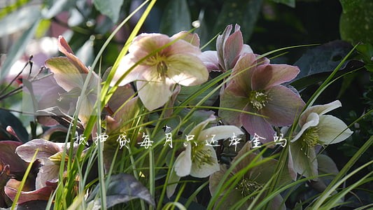 抵押贷每月只还本金吗 抵押贷每月只还本金吗