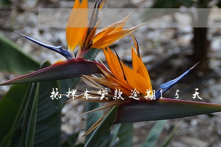 抵押车贷款逾期15天 抵押车贷款逾期15天