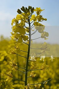 抵押车贷款逾期会被收车吗 抵押车贷款逾期会被收车吗