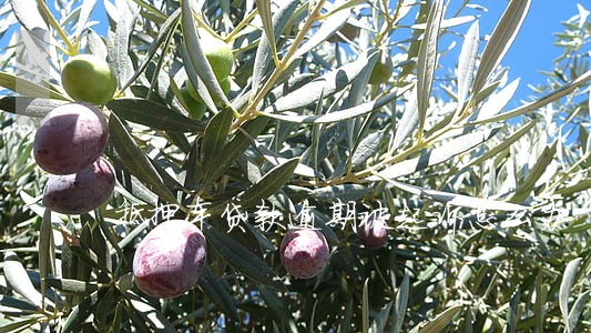 抵押车贷款逾期被起诉怎么办