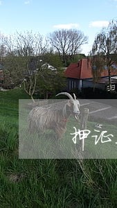 押证不押车贷款逾期6