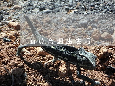 抽莫合烟违法吗 抽莫合烟违法吗