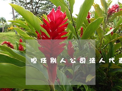 担任别人公司法人代表多少钱 担任别人公司法人代表多少钱