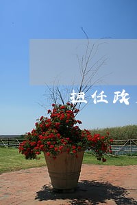 担任政府法律顾问的工作经验
