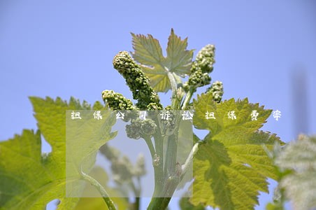 担保公司诉讼担保费率 担保公司诉讼担保费率