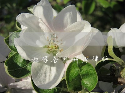 担保合同纠纷律师