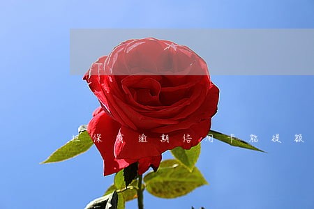 担保有逾期信用卡能提额吗
