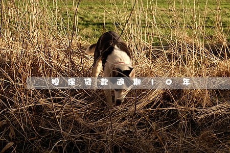 担保贷款逾期10年 担保贷款逾期10年